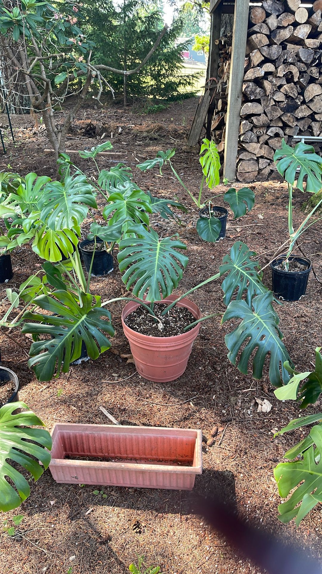 House Plants