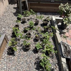 Boysenberry Plants 