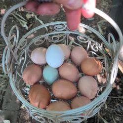 Eggs - Corn And Soy Free!