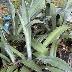Blue Agave Cacti 
