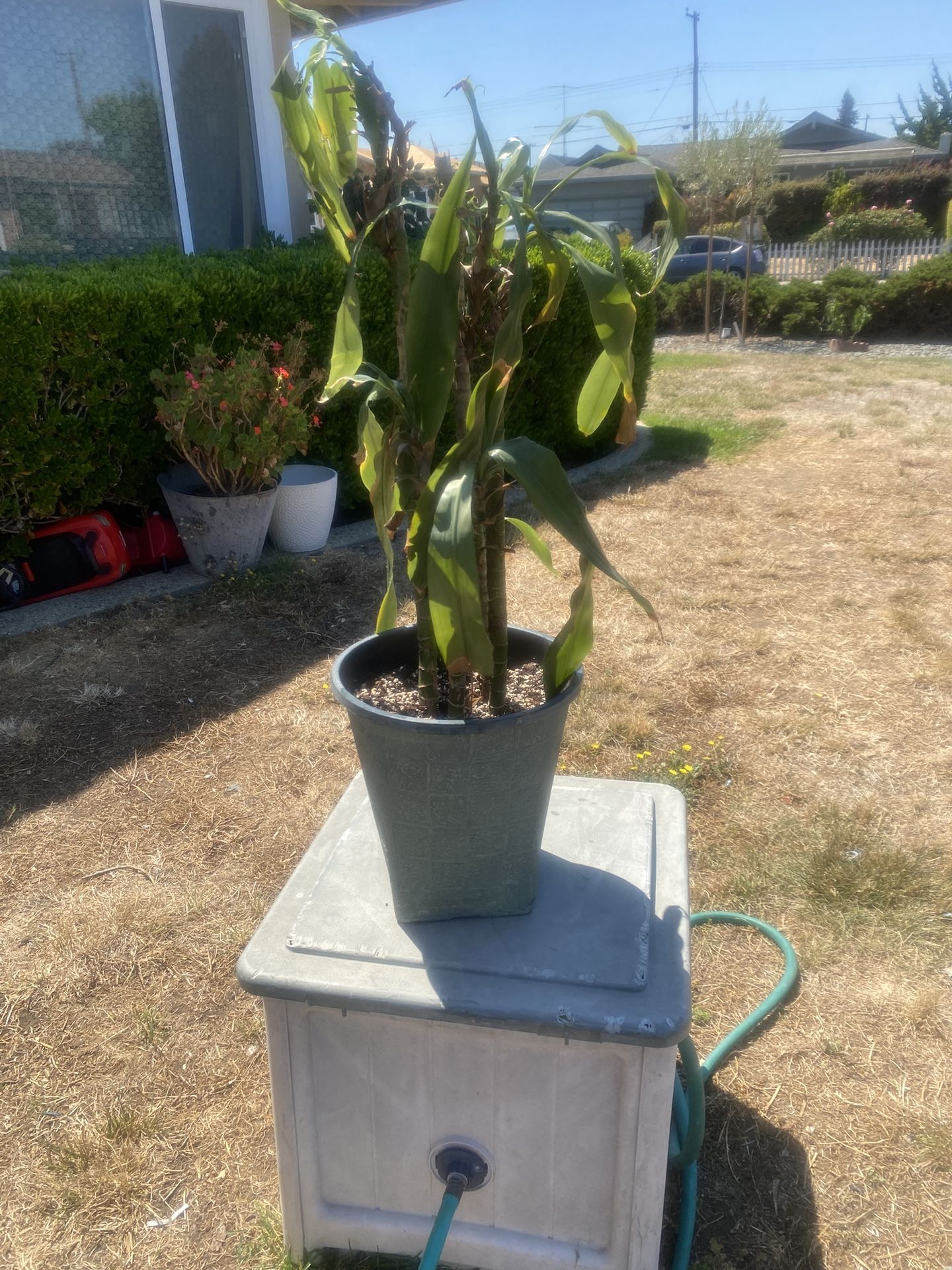 Large Plants Pot 1’x1’ Plants 2’ 