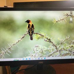 Monitor 
