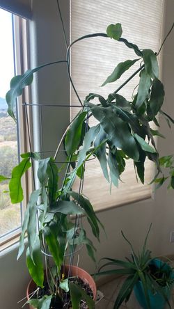 Cutting of Queen of the Night plant