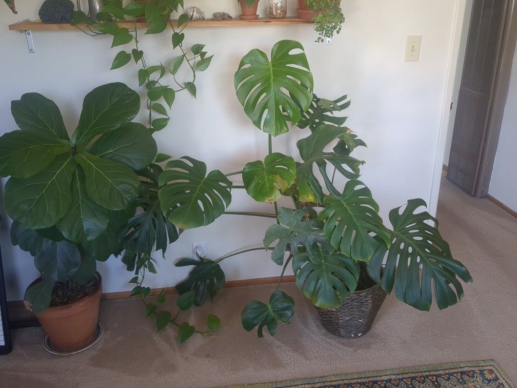 Small plants, succulents, tiny trees and more