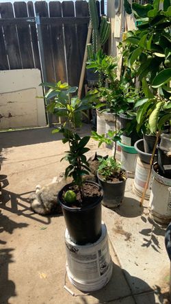 Planta de guayaba rosa