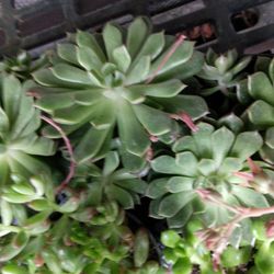 Succulents Plant. 