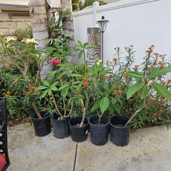 Plumaria plants
