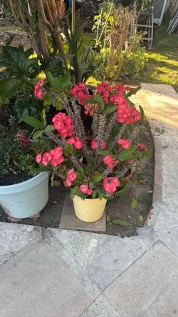 Large Crown Of Thorns / Corona De Cristo