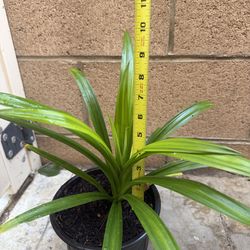 PANDAN Pandan Plants  (Lá Dứa) Edible Plants