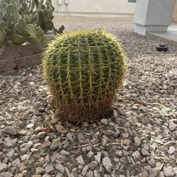 Golden Barrel Cactus