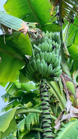 Banana Trees