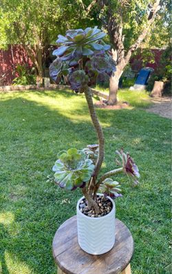 Large Aeoniums rosettes