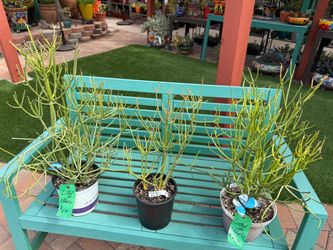 Euphorbia STICKS ON FIRE Succulent Plants