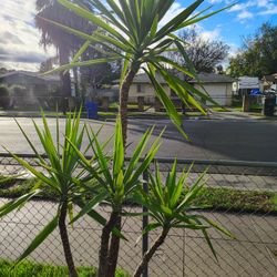 Yucca Tree Plant