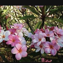  Plumeria Plant In 2 Gal Pot Assorted Colors