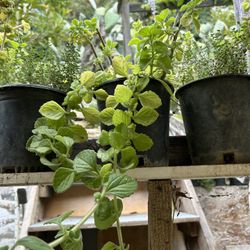 Plantas De Uña De Gato Orégano Orejón Lengua De Suegra Moringa Altamiza Siempre Viva Insulina Micle 