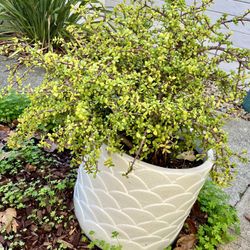 Jade Plant In Ceramic Pot