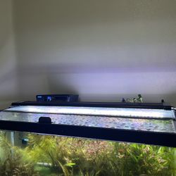 Planted Tank Set Up