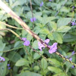 Native Porter Weed Vervain