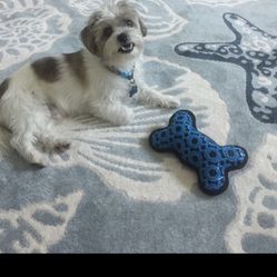 Beautiful Coastal Themed Area Rug  7’ 10” x  10’2”