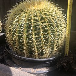 Large Golden Barrel Cactus $25.