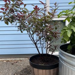 Potted Cherry Blossom Tree