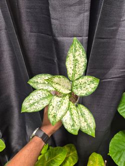 Aglaonema