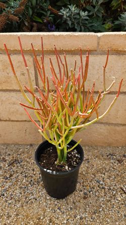 Pencil Cactus (Firesticks)  'Euphorbia tirucalli' Plant 1-Gallon