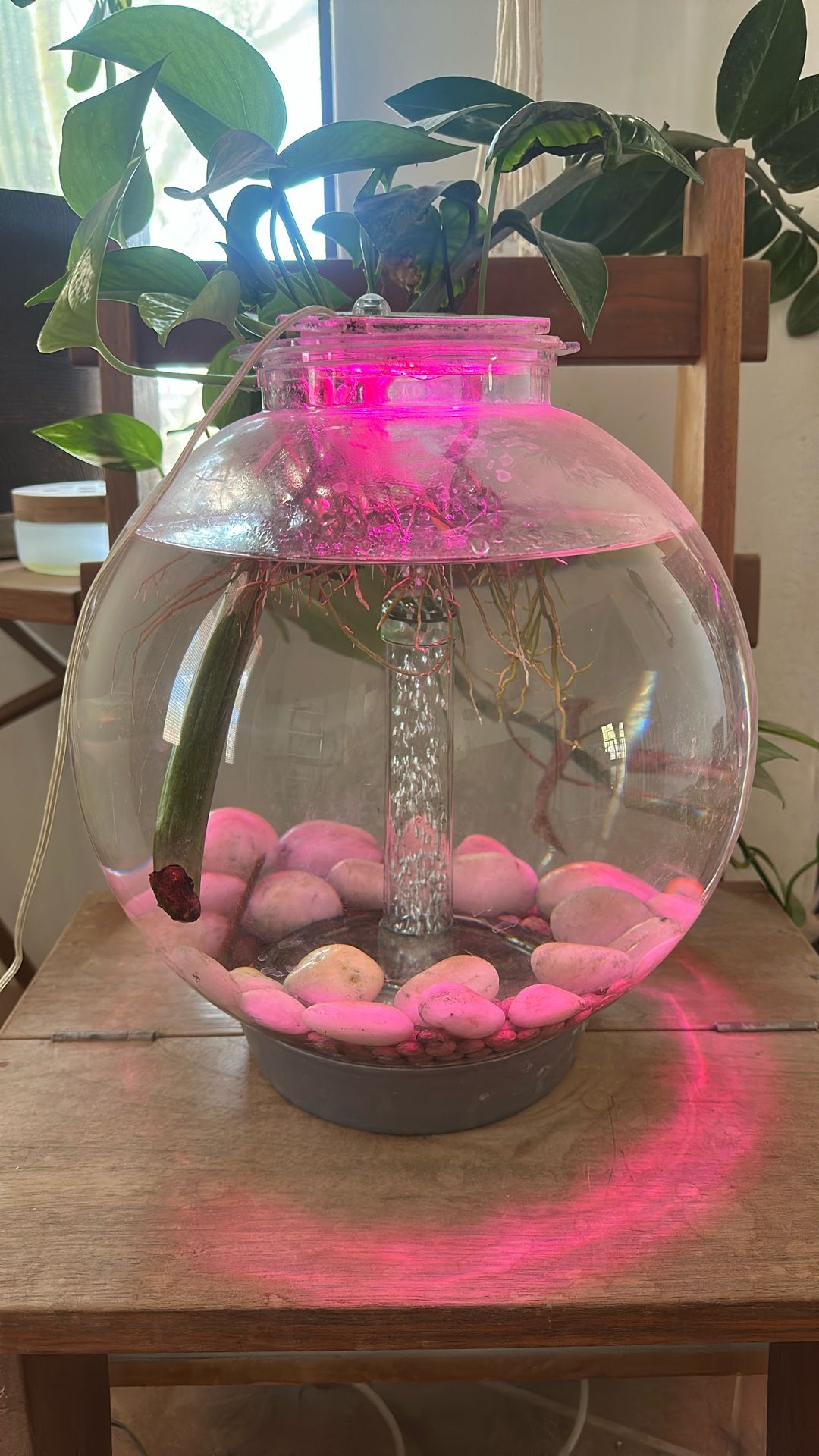 Biorb Fish Tank