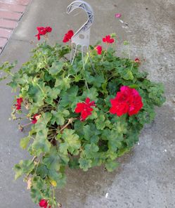 Hanging Basket Geranium