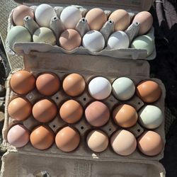 Chicken Eggs 
