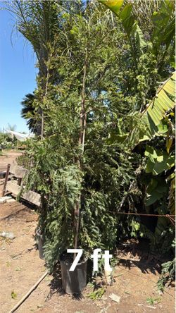 Aptos blue sequoias