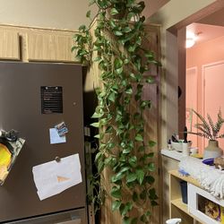 Plant For Sale - Trailing Plant - Pothos