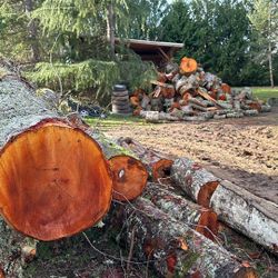 Fresh Cut Alder Rounds Not Split.