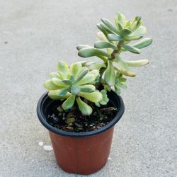 Succulents plants 🪴 