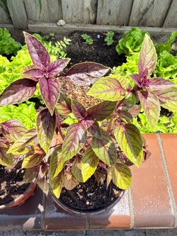 🌿💜 Red Rubin Basil 红宝石紫罗勒💜🌿