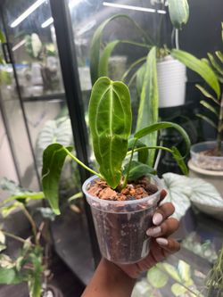 Anthurium Warocqueanum (Queen Anthurium)