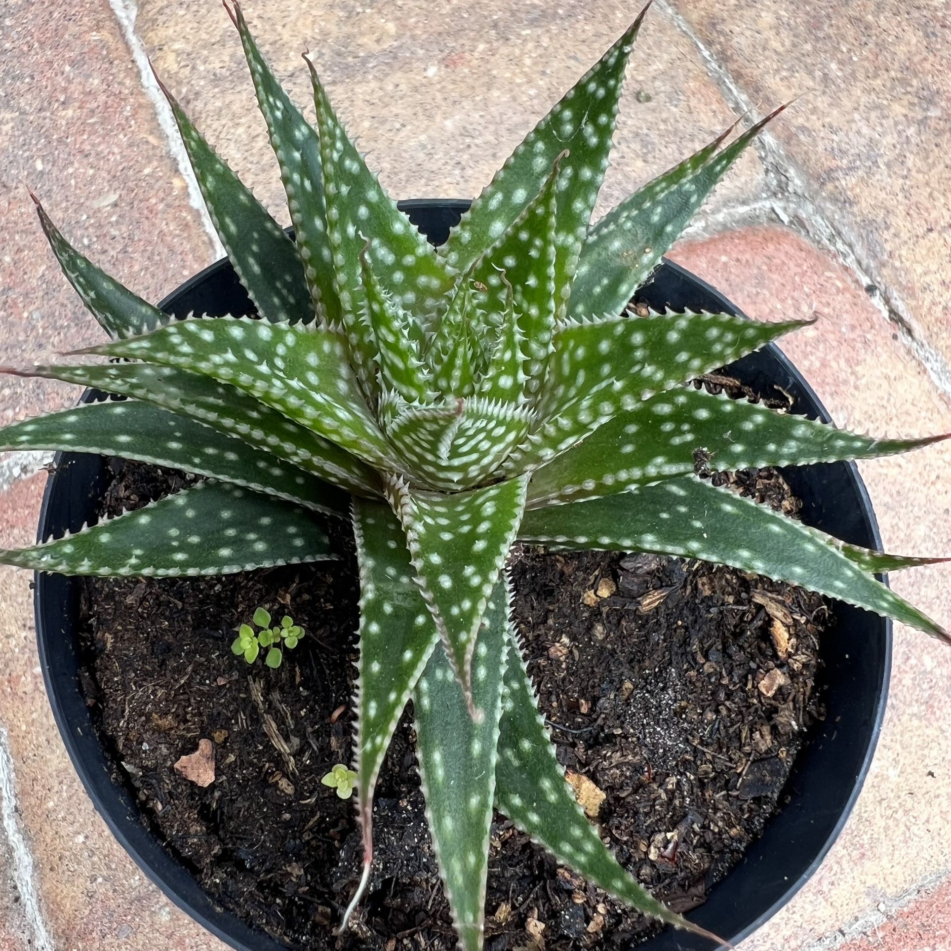 Succulent plant 🪴