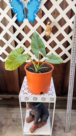 Elephant Ear Plant 🪴 With Spider Plant Together In Same Plant
