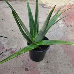 Savila Aloe Vera