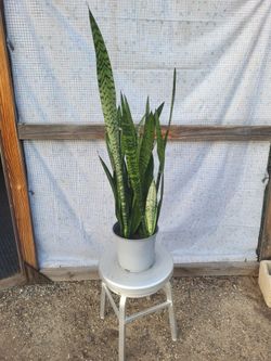 Snake Plant 8.5" Nursery Pot