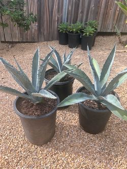 5 gallon blue agave