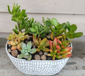 Succulent Mix Pot 🪴 
