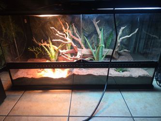 Bearded dragon reptile tank