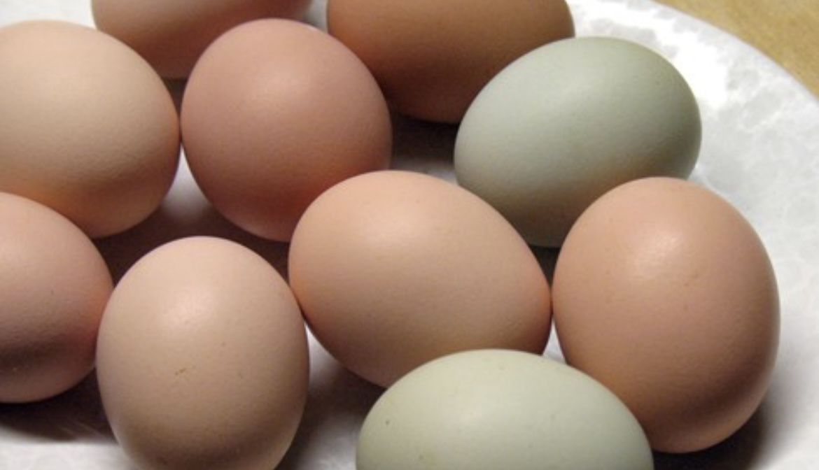Eggs For Sell! Free Roam