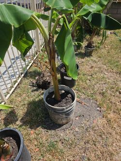 Banana Trees For Sale