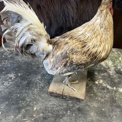 Rooster Taxerdermy 