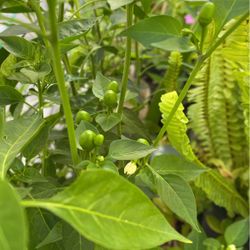 Plantas De Chiles Chilpitin