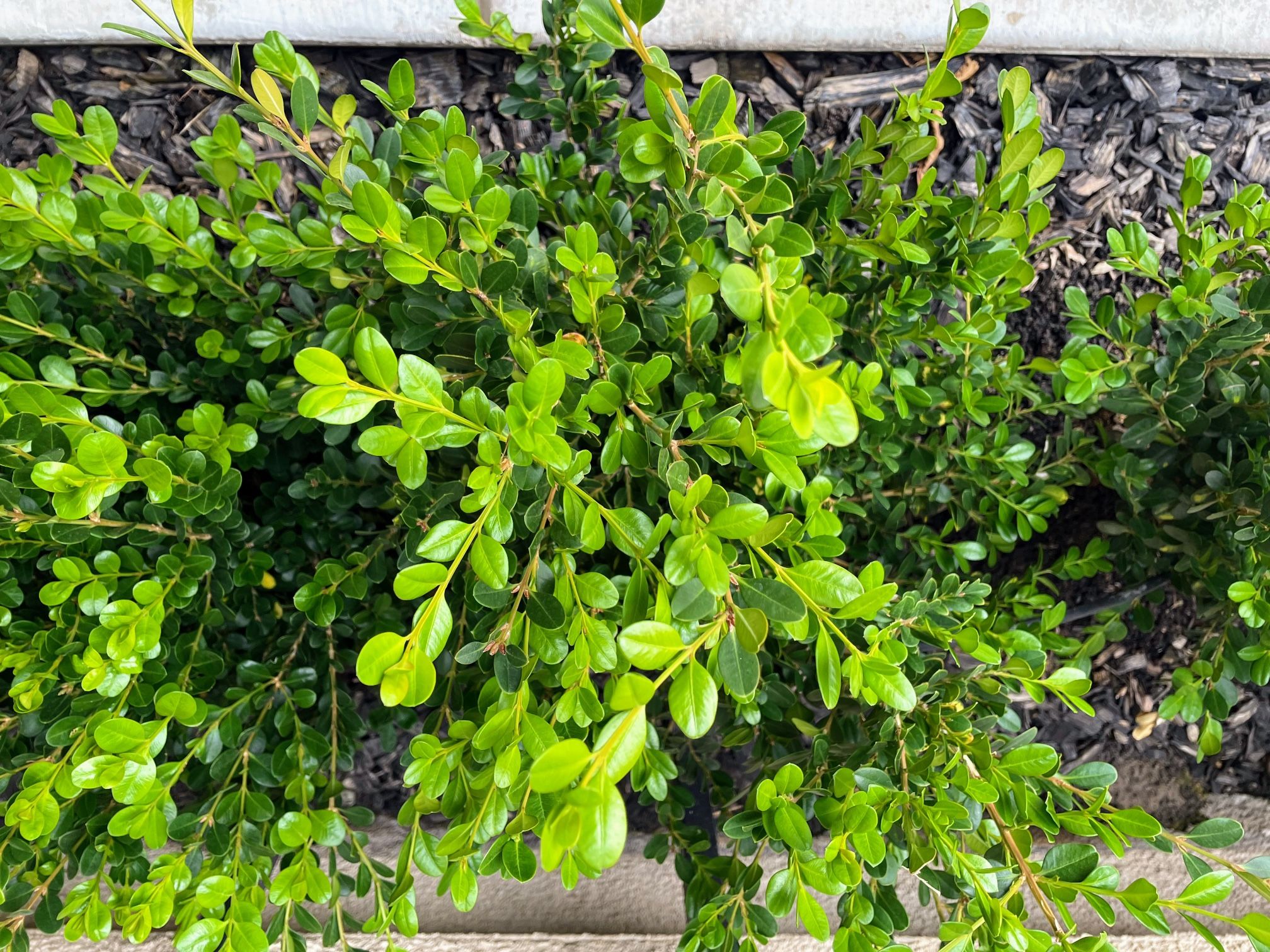 Boxwood Plants