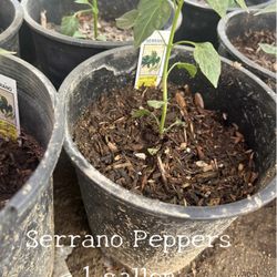 Serrano Chile Plant (1 gallon) $5